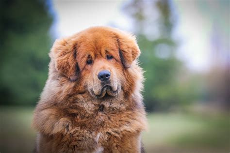 mastim tibetano - mastim tibetano origem